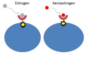 xeno-oestrogenen