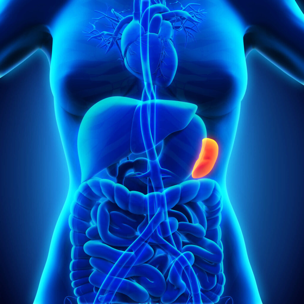 Het belang van een gezonde milt.