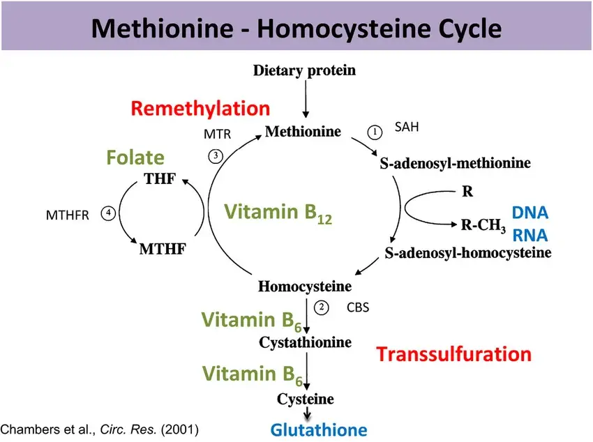 Homocysteïne