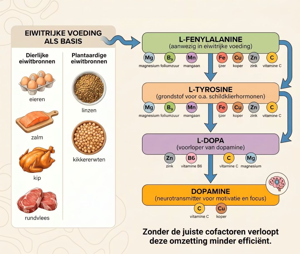 dopamine verhogen