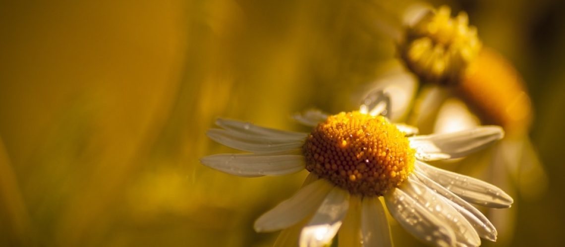 flower-947638_960_720